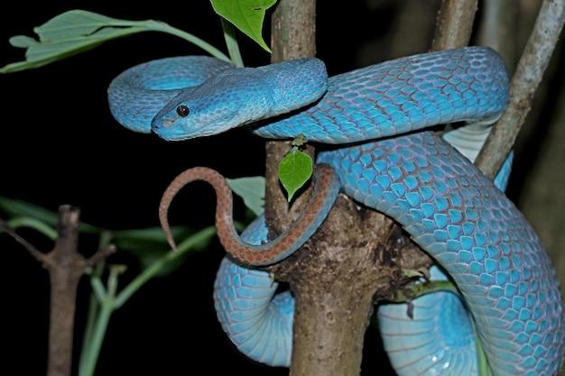 Free photo blue viper snake on branch viper snake ready to attack blue insularis animal closeup