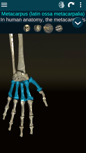 Hình ảnh chi tiết xương trong Osseous System in 3D (Anatomy)